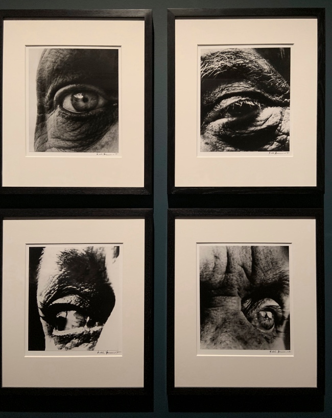 Bill Brandt (British, 1904-1983) 'Dubuffet’s Right Eye, Alberto Giacometti’s Left Eye, Louise Nevelson’s Eye, Max Ernst’s Left Eye' 1960-1963 (installation view)