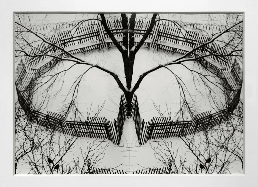 André Kertész (Hungarian, 1894-1985) 'Winter Garden, New York' 1970 (installation view)
