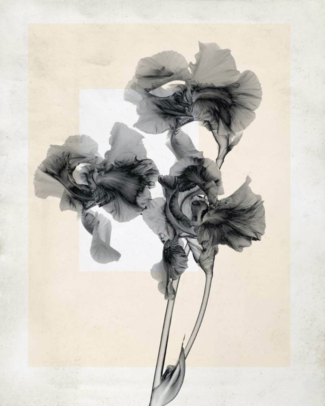 Thomas Ruff. 'flower.s_10' 2019