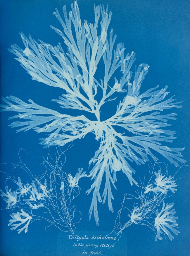 Anna Atkins (English, 1799-1871) 'Plate 55 – Dictyota dichotoma, in the young state and in fruit' 1853