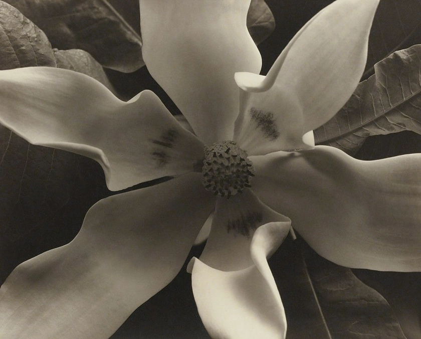 Edward Steichen. 'Magnolia Blossoms, Voulangis, France' c. 1921