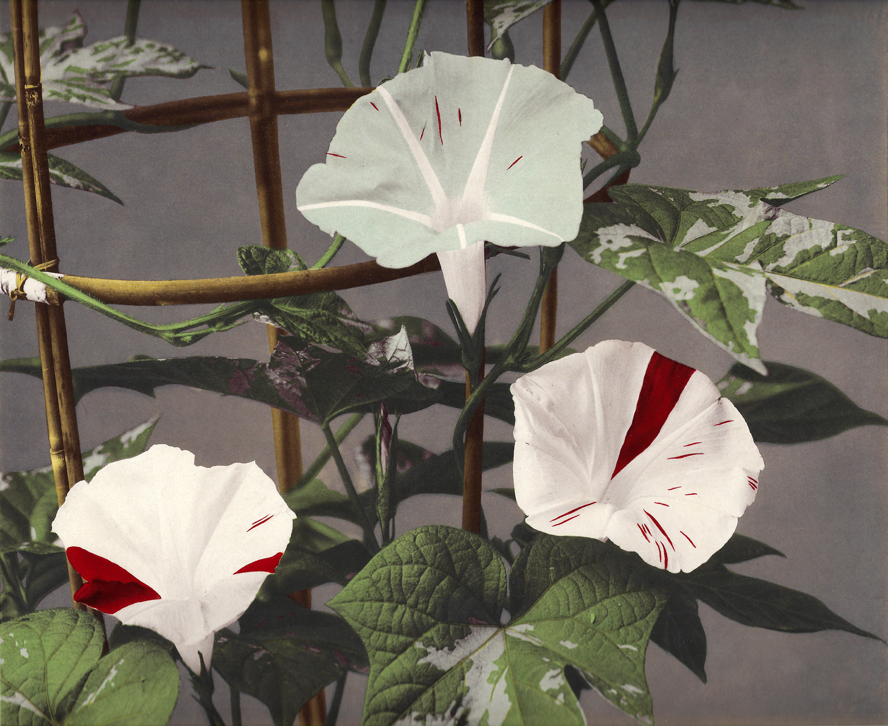 Ogawa Kazumasa Japanese Lilies Art Blart