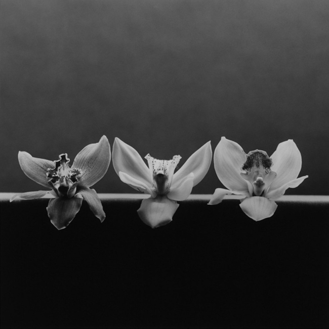Robert Mapplethorpe (American, 1946-1989) 'Orchid' 1985