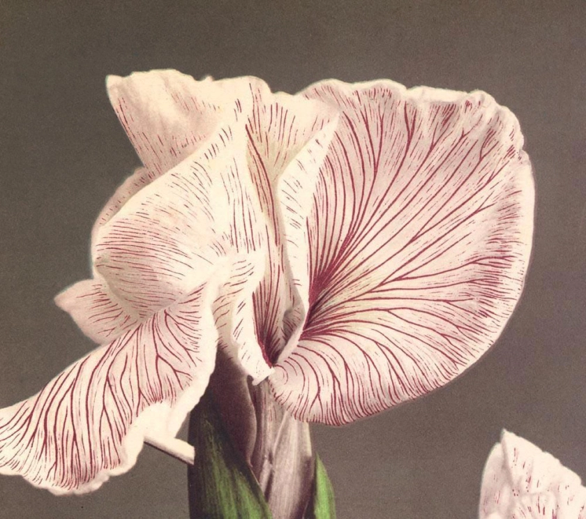 Ogawa Kazumasa (Japanese, 1860-1929) 'Iris Kaempferi' c. 1894