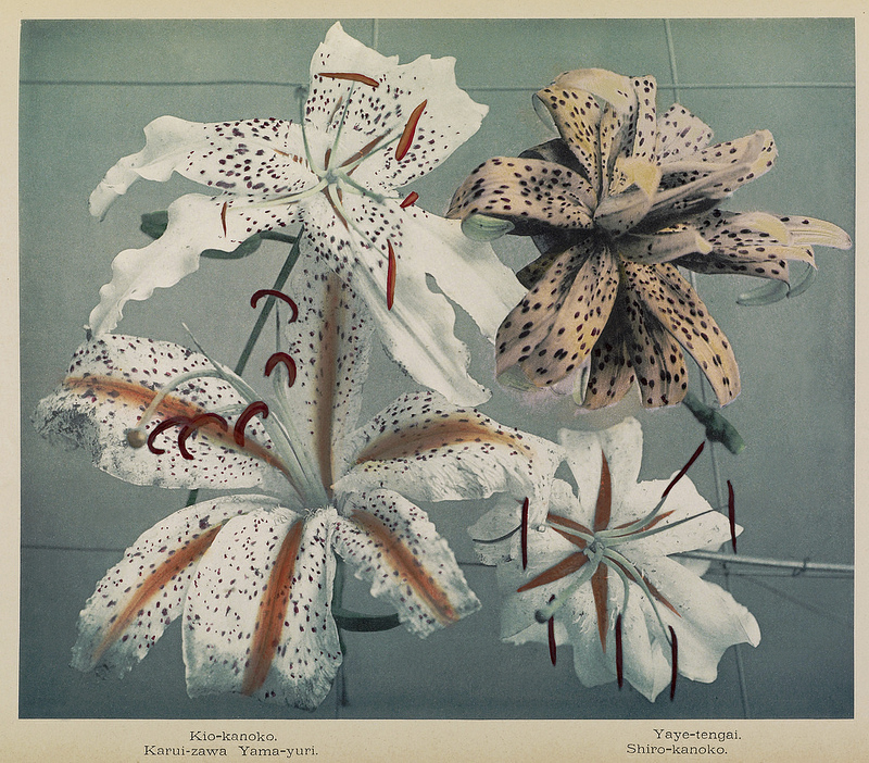Ogawa Kazumasa (Japanese, 1860-1929) 'Japanese Lilies' c. 1894