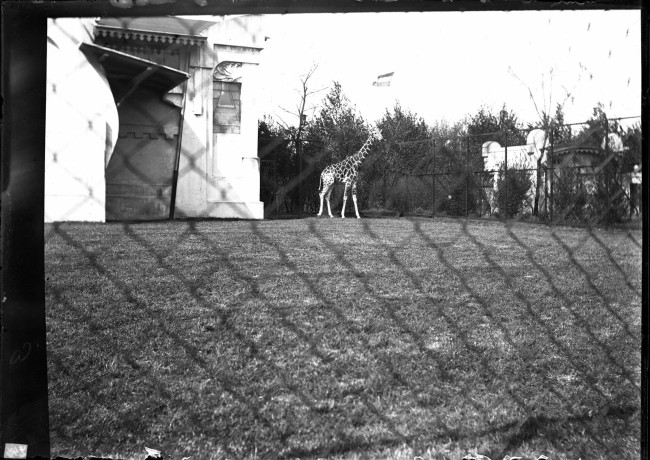 Unknown photographer 'Hagenbecks Tierpark, Hamburg' 1906