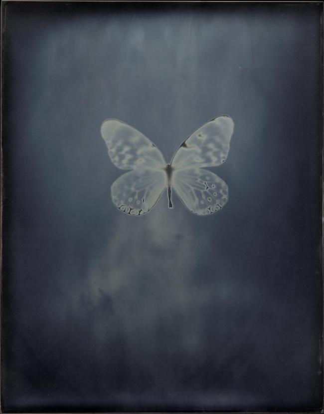 Adam Fuss (British, b. 1961) 'Butterfly' 2002
