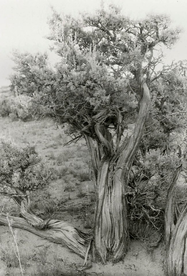 Georgia O'Keeffe (American, 1887-1986) 'Big Sage (Artemisia tridentata)' 1957