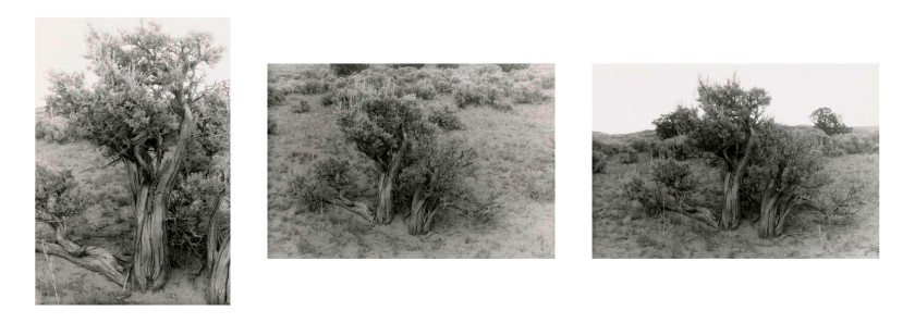 Georgia O'Keeffe (American, 1887-1986) 'Big Sage (Artemisia tridentata)' 1957