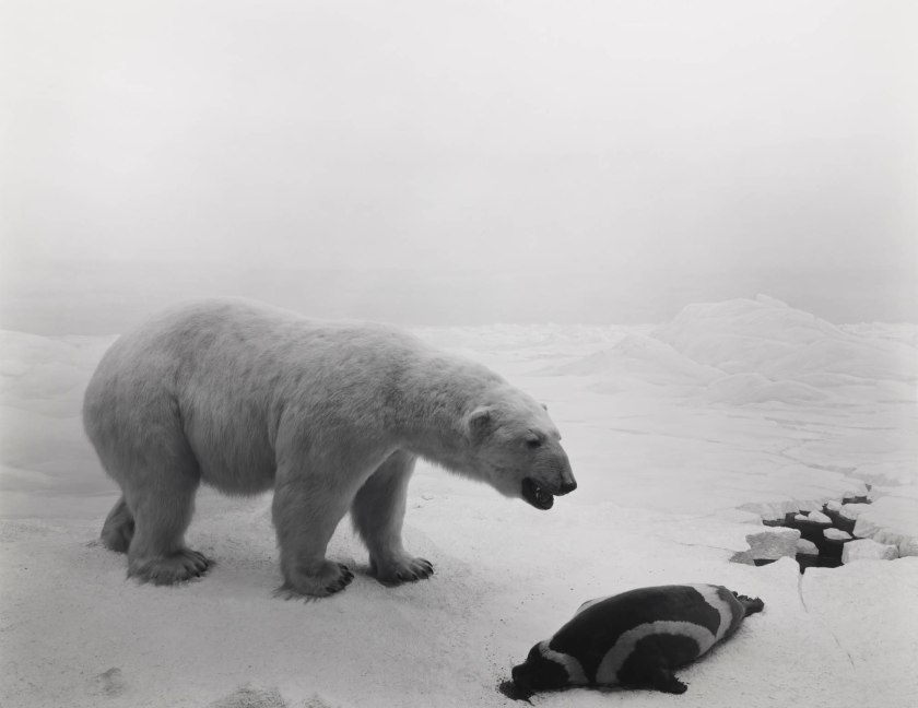 Hiroshi Sugimoto (Japanese, b. 1948) 'Polar Bear' 1976