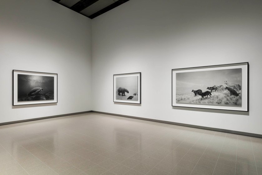 Installation view of Hiroshi Sugimoto, 'Dioramas' (1974)