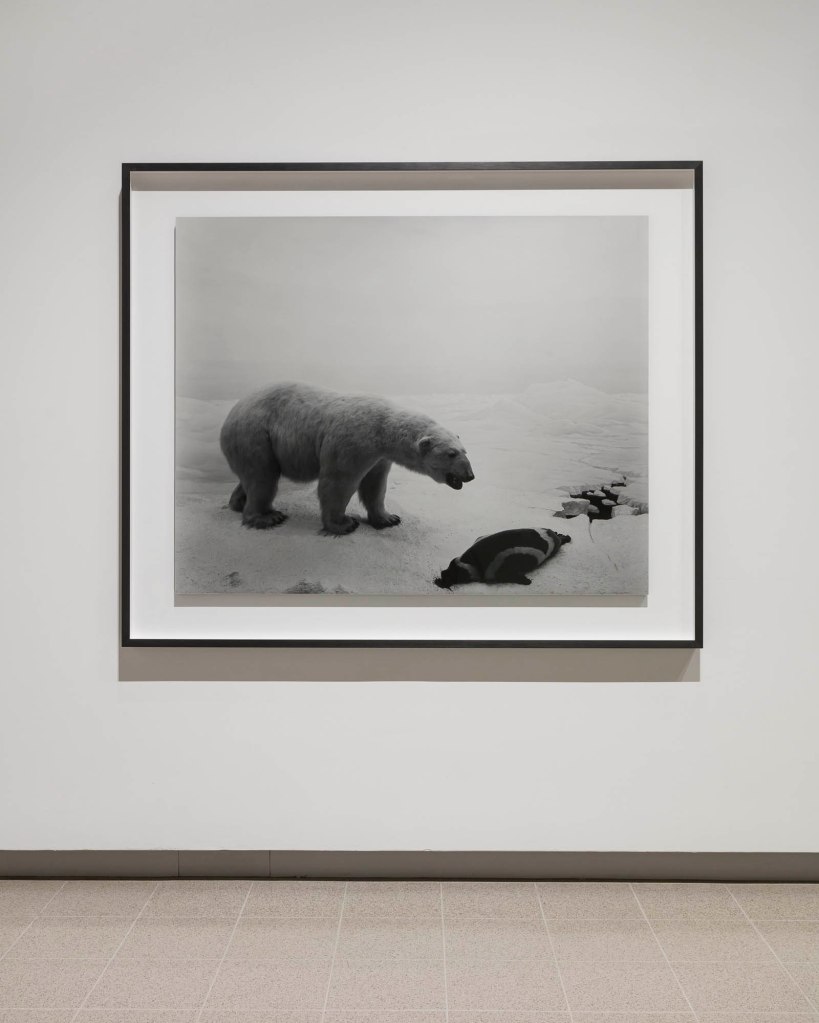 Installation view of Hiroshi Sugimoto, 'Polar Bear', 1976 from the 'Dioramas' series (1974 - )