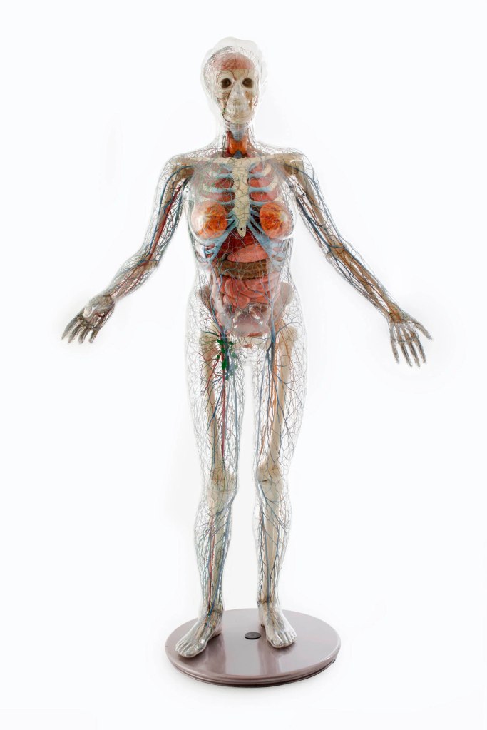 The German Health Museum (Cologne, Germany) 'Anatomical model, full size, 'The Transparent Woman'' 1950-1953