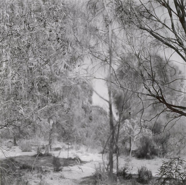 Ian Lobb (Australian, 1948-2023) 'No title (Soft focus landscape with branch detail in foreground)' 1989, printed 1998 from the 'Black Range' series 1986-1989