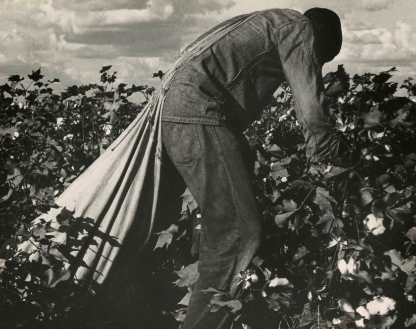 Dorothea Lange (American, 1895-1965) 'Migratory Field Worker Picking Cotton in San Joaquin Valley, California' from 'An American Exodus' November 1938, printed later