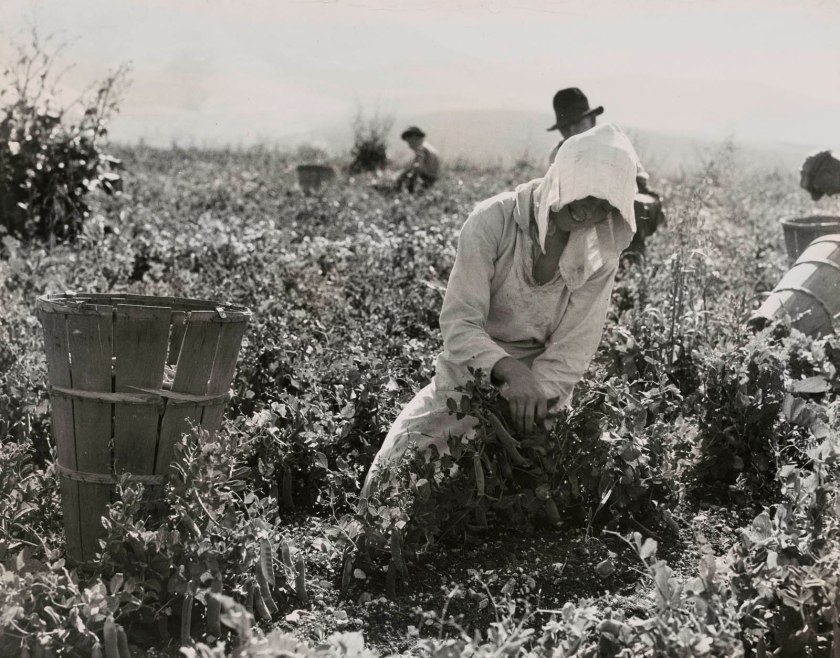 Dorothea Lange (American, 1895-1965) 'Migratory Workers Harvesting Peas near Nipomo, California' Spring 1937