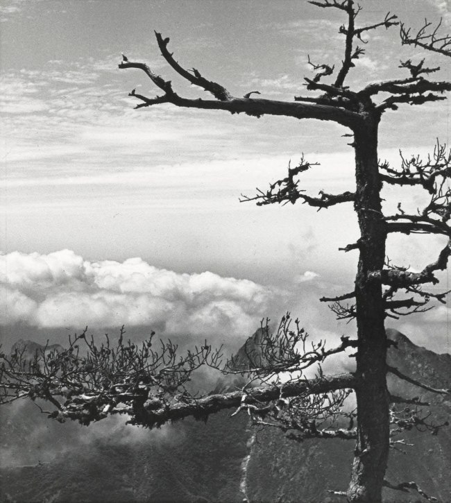 Hedda Morrison (German 1908-1991, China 1933-1946, Australia 1967-1991) 'No title (Lone pine against clouds)' 1935; printed 1976
