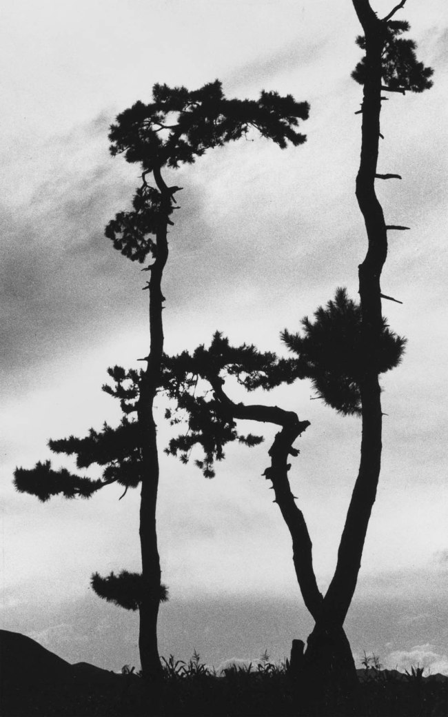 Hedda Morrison (German 1908-1991, China 1933-1946, Australia 1967-1991) 'No title (Three gnarled pines)' 1935